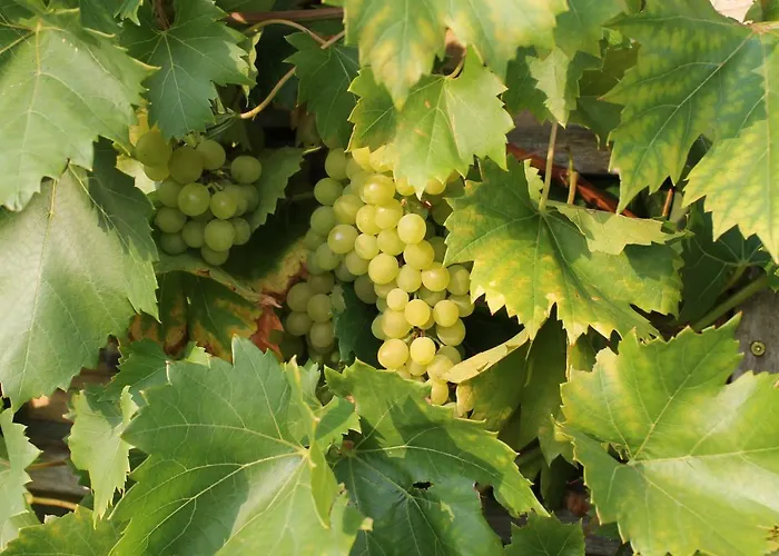 Munnickenheide Buitengewoon Overnachten Couette-café *