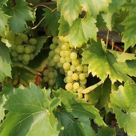 Munnickenheide Buitengewoon Overnachten B&B *